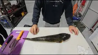 Filleting Flathead - Skinless, boneless fillets and Wing removal.