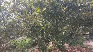Ac mướn về chơi ha mua l&agrave;m của a l&ocirc; e 0367405317