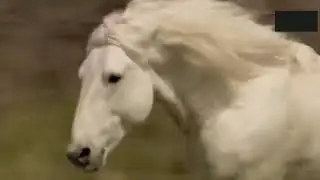 ACCOUPLEMENT DE CHEVAUX