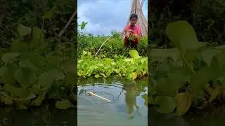 Amazing Village Girl Catching Fish by hook in Beel pond #fishing #fishvideo #bigfish #hookfishing