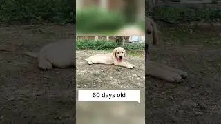 Amazing growth lab puppy&rsquo;s #puppy #pets #cutepuppy #puppyface #lovesymbol #dog #doglover #viral #dog