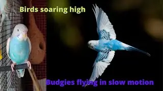 Beautiful budgies flying in slow motion | Bird singing and flying