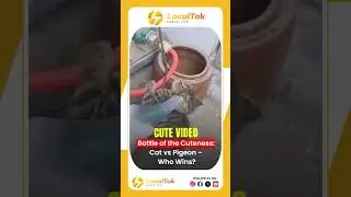Battle of the Cuteness: Cat 🐱 vs Pigeon 🕊️ &ndash; Who Wins?📝