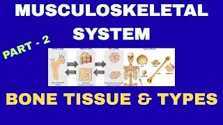 Musculoskeletal System - 2 | Bone Tissue | Bone Types