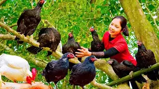Harvesting Red Claw Chicken Goes To Market Sell - Watermelon Jelly - Hanna New Daily Life