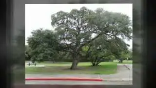 Hill Country Arborist Tree Service Tree Trimming In Austin TX 78736, Bee Cave TX 78738