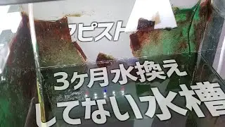 初繁殖したアピスト水槽が地獄になってるので何とかする&稚魚の成長過程をお届け。#241【アクアリウム】
