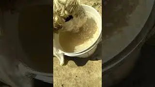 Sheep drinking water|Sheep 🐑 drink water#Raise the Birds|