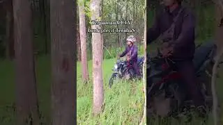 bank plecit di hutan #shorts