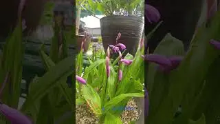 A plant like this in a flowerpot?? Wildflower flowerpot