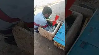 Long jump snake head fish#murrelfish #కొర్ర మీను🐠