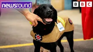Britain's Longest Serving Fire Investigation Dog Retires | Newsround