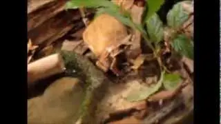 Asian horned frog