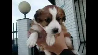 APASOS VITORIA-  BRUNO (REF: 130196) EN ADOPCI&Oacute;N
