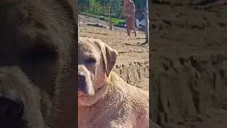 Вот и лето прошло ☀️🤣 #собака #labrador #travel #food #dogs #love #лабрадор #семья #streetdog #dogs