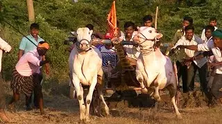 Promising young bulls of Bullock cart race