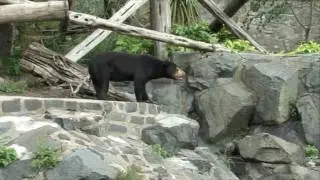 Edinburgh Zoo welcomes Malayan sun bears