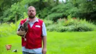 How to Raise Chickens for Eggs | Tractor Supply Co.
