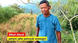 Mbah Mardi‼️ Petani Jahe Sukses Di Desa  Pelosok Wonogiri