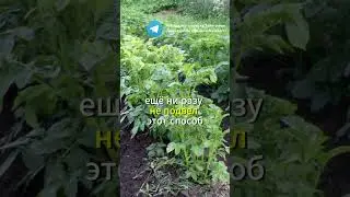 Всего одна щепотка, и с одного куста выкапываю по ведру картошки #дача#огород#картошка