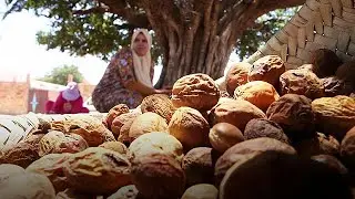 The gold that grows on Morocco's argan trees - target
