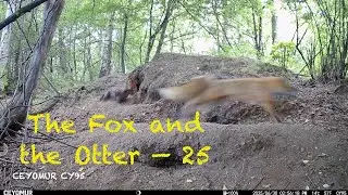 The Fox and the Otter - 25