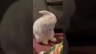 Albino Bunny Grooming #rabbit #pets #animals