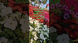 Ahmedabad Riverfront flower show. #dailyvlog #bhalothakarkotha #AhmedabadRiverfront #FlowerShow