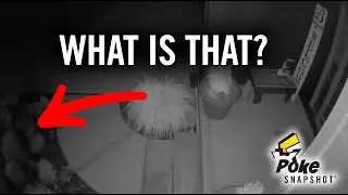 We Caught a Pokemon on Camera! Real Footage!