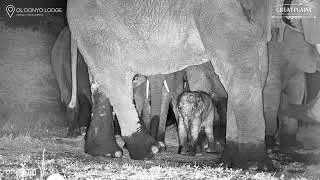 Elephant Bull Gives a Baby a Gentle &lsquo;Back Off&rsquo; Kick
