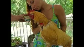 Fox attacked our chickens