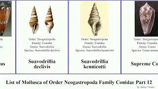 List of Mollusca of Order Neogastropoda Family Conidae Part 12 cone taranis tomopleura tenaturris
