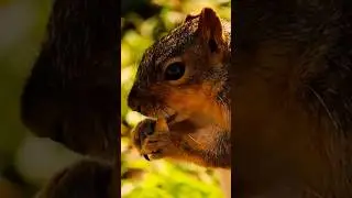 nibbling a pizzabone
