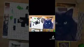 Black Cat Collage