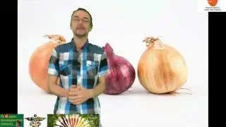 De geneeskracht van rode uien