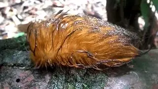 HAIRY BIRD OR CATERPILLAR?