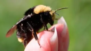Backyard Critters: Bumblebees