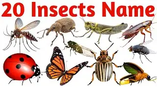 20 Insects Names in English and Hindi | Learn Insects for Kids | Preschool Educational Video