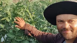 depois da inseticida no controle da mosca minadora no tomate.