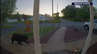 Black bear roams Tilden Township neighborhood