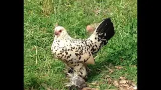 Lemon Sablepoot booted bantam - rare breed chickens Uk