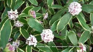 Daphne odora 'Aureomarginata' - Variegated Winter Daphne