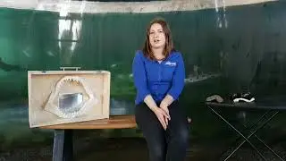 Shark Trivia: Fact or Fiction