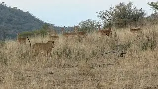 Intense Safari Moment: Lion Pursuing Impala at Nambiti Game Reserve