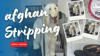 Afghan hound (STRIPPING)