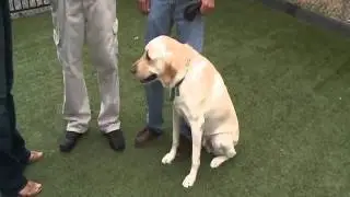 Service Dog Training (Graham Bloem)