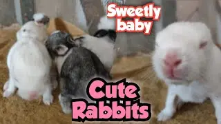Baby Rabbit Growing Up | 8 Days | Cute Rabbits 🐇😘 | Cute Baby Animals eating