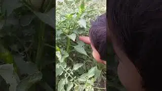 Taha nay tomato plant say tamatar tor liya hai #shorts