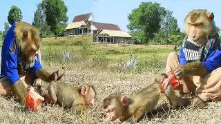 Tiny SokYaa Becomes a Babysitter&hellip; Taking Care of Newborns with Love