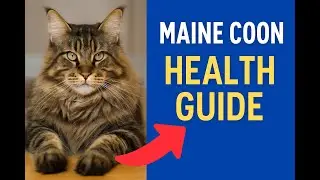 Maine Coon Cat Health Guide 🐾 Care, Common Issues & Breeder Tips